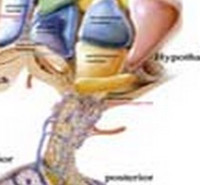 مدارک پذیرش  ارشد فیزیولوژی مدارک موردپذیرش کارشناسی ارشد فیزیولوژی