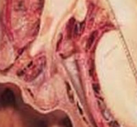 طرح درس ارشدفیزیولوژی طرح درس کارشناسی ارشدفیزیولوژی