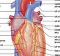 درباره رشته دکتری  فیزیولوژی