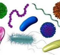 جزوات مکاتبه ای دکتری میکروب شناسی پزشکی