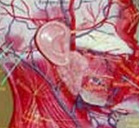 مدارک مورد پذیرش کارشناسی ارشدعلوم تشریحی