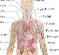 جزوات مکاتبه ای دکتری آناتومی (علوم تشریح )