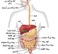 جزوات مکاتبه ای دکتری مهندسی بافت 