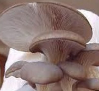 جزوات مکاتبه ای  دکتری قارچ شناسی