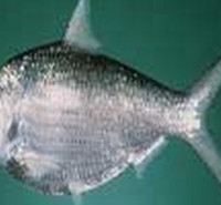 ظرفیت پذیرش ارشد زیست جانوری ظرفیت پذیرش ارشد زیست شناسی علوم جانوری