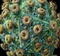 مدارک مورد پذیرش کارشناسی ارشد قارچ  شناسی