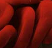 ظرفیت پذیرش کارشناسی ارشد پرفیوژن