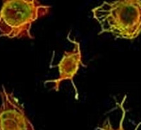 آزمون های کشوری کارشناسی ارشد بیوتکنولوژی