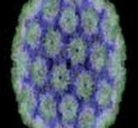 رتبه یک کارشناسی ارشد میکروب شناسی ازموسسه معین