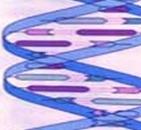 دانلود سوالات آزمون ژنتیک انسانی 