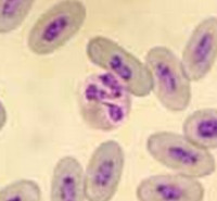 بهترین جزوات ارشد میکروب شناسی  بهترین جزوات ارشد میکروب شناسی