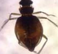 دانلود سوالات آزمون حشره شناسی 