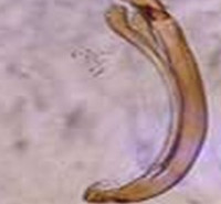 دروس امتحانی وضرایب مربوطه حشره شناسی