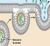 ظرفیت پذیرش ارشد  سلولی مولکولی ظرفیت پذیرش ارشد زیست شناسی سلولی مولکولی