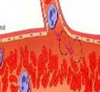 مدارک مورد پذیرش دکتری فیزیولوژی