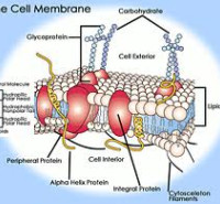 جزوات کارشناسی ارشد زیست شناسی سلولی مولکولی  جزوات مکاتبه ای زیست شناسی سلولی مولکولی