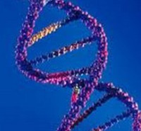 درباره رشته ژنتیک انسانی