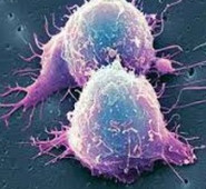 مدارک مورد پذیرش کارشناسی ارشد میکروب شناسی