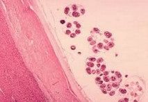 مدارک مورد پذیرش انگل شناسی پزشکی