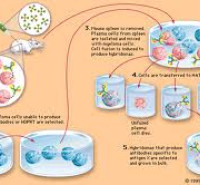 جزوات  مکاتبه ای دکتری ایمنی شناسی