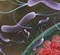 دانلود سوالات آزمون ویروس شناسی 