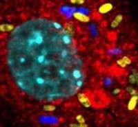 طرح درس ارشد ایمنی شناسی طرح درس کارشناسی ارشد ایمنی شناسی