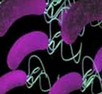 دروس امتحانی وضرایب درسی میکروب شناسی