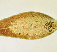 مدارک مورد پذیرش کارشناسی ارشد ویروس شناسی
